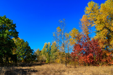 Canvas Print - Autumn landscape with dry meadow and colorful fall trees