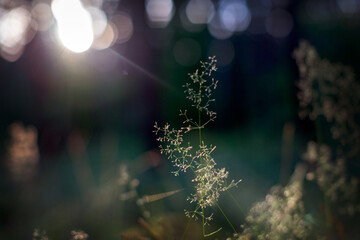 Wall Mural - Blade of grass in sunset light