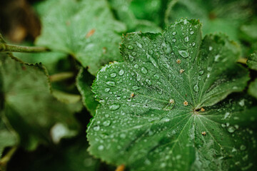 Sticker - Closeup shot of green leaves covered with dewdrops