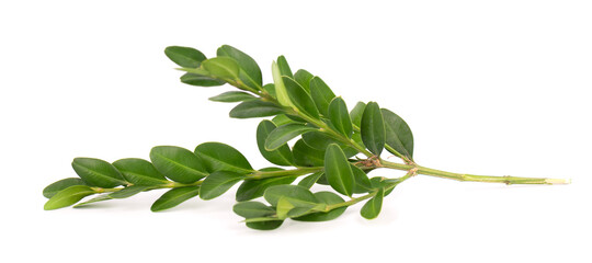 Boxwood branch isolated on white background. Green boxwood sprig. Buxus with clipping path.