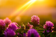 Pink Clover Flowers In The Rays Of The Setting Sun. Close-up Grass At Sunset. Saturated Colors. Blurred Background. Landscape. Wallpaper. Bokeh. Orange Warm Light.