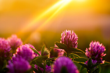 Pink clover flowers in the rays of the setting sun. Close-up grass at sunset. Saturated colors. Blurred background. Landscape. Wallpaper. Bokeh. Orange warm light.