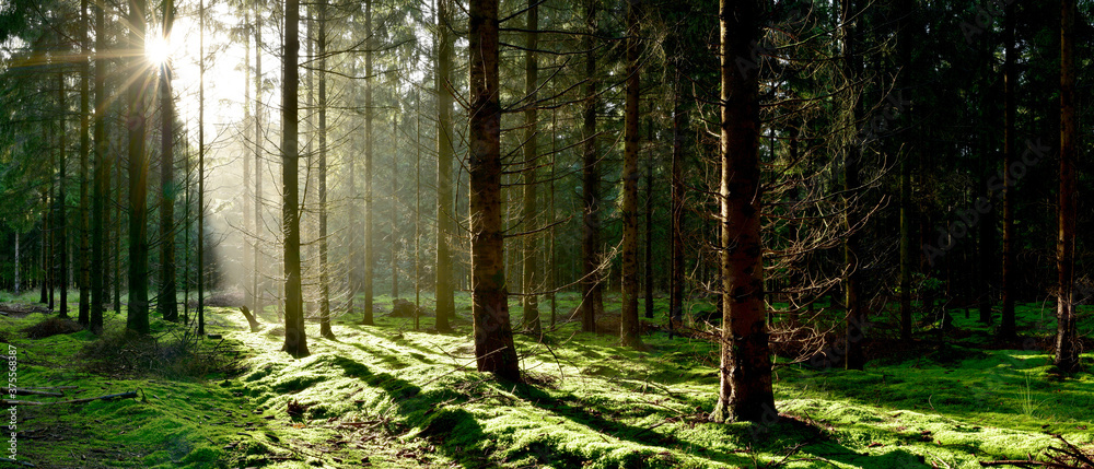 Coniferous forest with a clearing covered by moss in the light of the morning sun - obrazy, fototapety, plakaty 