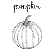 Vector Image Of A Hand-drawn Pumpkin Black White, Coloring. Ink Or Pen Sketch. EPS 10.