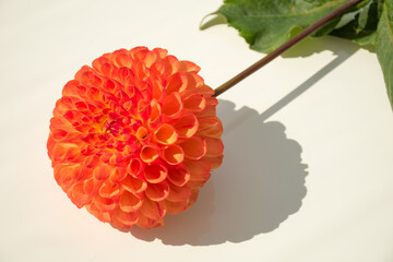 Dahlia lies on a light surface near the window. Sunlight forms a  shadows.