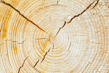 Poster - section of a pine log with cracks. background for design