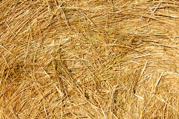 Aufkleber - dry yellow hay in the bright sun. background for design