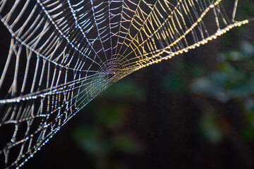 the web is woven by a spider. from the fog and light rain the cobweb is wet. dark abstract backgroun