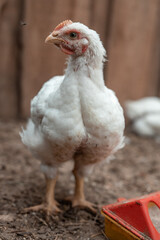 Portrait of a broiler chicken in a chicken coop