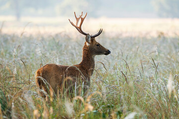 Wall Mural - Barasingha  also called swamp deer, Rucervus duvaucelii, Kanha, Madhya Pradesh, india