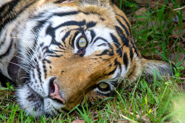 Wall Mural - tiger face close up, panthera leo, sanjay dubri ttiger reserve, madhya pradesh, india