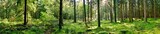 Fototapeta Las - Panorama of a forest with a glade covered by moss in the light of the morning sun