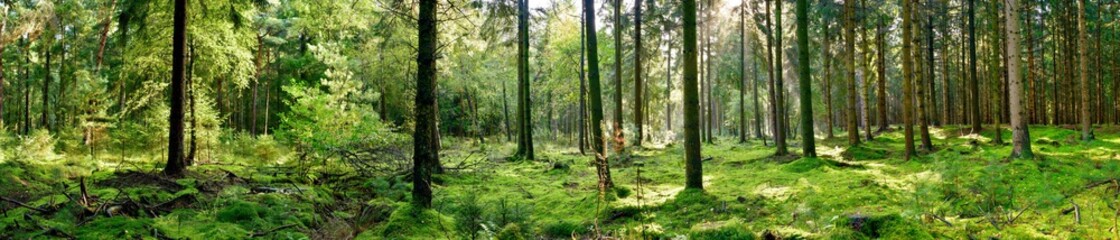 Wall Mural - Panorama of a forest with a glade covered by moss in the light of the morning sun