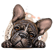 French Bulldog. Sticker On The Wall. Color, Drawn, Realistic Portrait Of A French Bulldog Puppy In Watercolor Style On A White Background. Separate Layer.