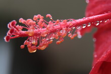 Water Drops On Red Flower