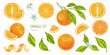 Vector realistic set of citrus fruits mandarin, tangerine, orange with leaves. 