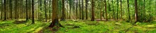 Panorama Of A Forest With A Glade Covered By Moss In The Light Of The Morning Sun