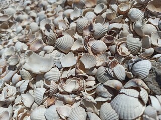 seashells on the sea