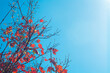 © Suchat - maple leafs with blue sky