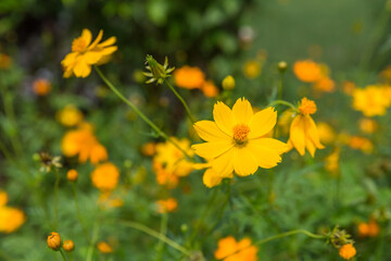 Wall Mural - Yellow cosmos flower. Cosmic Orange Cosmos Flowers is blooming in the garden. Beautiful and bright orange cosmos flowers field.