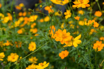 Wall Mural - Yellow cosmos flower. Cosmic Orange Cosmos Flowers is blooming in the garden. Beautiful and bright orange cosmos flowers field.