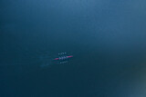 Boat coxed four rowers rowing on the blue river aerial drone top view