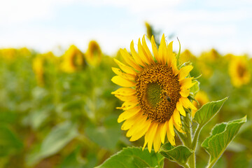 field of ripe yellow sunflowers against the background of mountains and cloudy sky