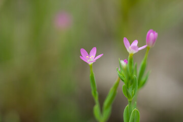 Wall Mural - Branching Centaury Flowers in Summer