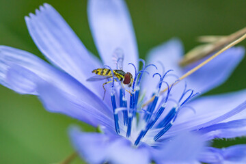 Wall Mural - Eastern Calligrapher Fly on Chicory Flowers