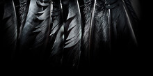 Halloween Background With Black Raven Feathers On Dark Grunge Backdrop. Horror Gothic Abstract Design With Copyspace.