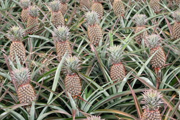 Wall Mural - landscape of pineapple farm