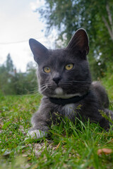 A young black cat is lying on the green grass. Pet in the country.