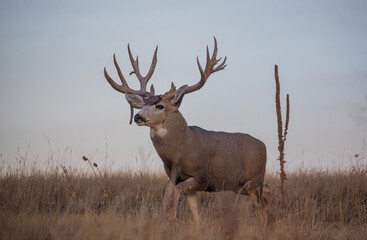 Poster - Mule Deer Buck During the Fall Rut in Colorado