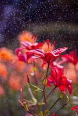 red flower in the sky