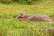 Hippo (Hippopotamus amphibious) relaxing in the water during the day, Queen Elizabeth National Park, Uganda.