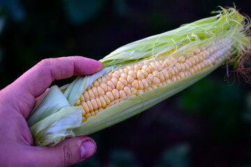 A ripe yellow corn cob in a man's hand