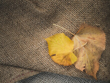 Autumn Leaf Backgroung