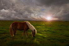 Horse In A Huge Meadow At Sunset In Iceland
