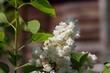branch of a white lilac