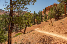 Trail In The Recreational Area Of Red Canyon, Utah. Pine Trees And Red Rock Hoodoos Surround The Serpent Section Of The Hiking Path.