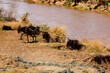 Gnus und Zebras überqueren den Fluss Mara, die Große Wanderung in der Masai Mara, Safari in Kenia.