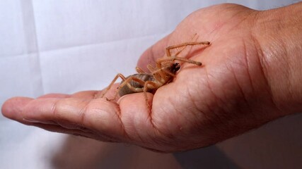 angry spider 
Close Up camel spider isolated on green background.
closeup the mouth of a camel spider
 also known as windscorpion, Solifugae or sun spider.
 wind scorpion, insect, insects, bug