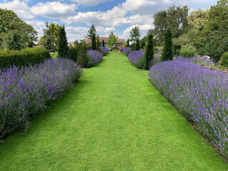 Symmetric, perspective view of grass path with lavender and topiary on both side. RHS Hyde Hall, England, August 2020