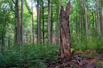 Binowo 03/09/2020 Puszcza Bukowa - a forest complex located in the south-eastern districts of Szczecin on the Bukowe Hills. It is part of the Szczecin Landscape Park