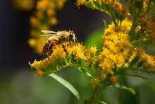 Bee Fully Covered By Pollen Extracting Nectar From Canadian Goldenrod Yellow Flowers.