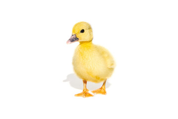 NewBorn little Cute yellow duckling isolated on white.