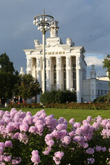 Wall Mural - Pink garden phloxes, phlox paniculata, grade Rosa Pastell. Moscow city architecture, park. VDNKh, Exhibition of Achievements of National Economy, Pavilion 68 