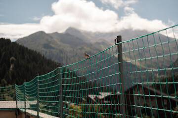 Bird on the net in front of vanoise national park - French Alps