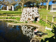 Muscovy Ducks In Natural Habitat Peacefully In Monte Brasil, With A Stylish Nest And Pond, Terceira Island, Portugal 