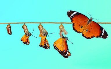 Wall Mural - Amazing moment ,Monarch Butterfly, pupae and cocoons are suspended. Concept transformation of Butterfly